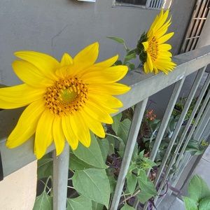 Meet your Posher, Ariel